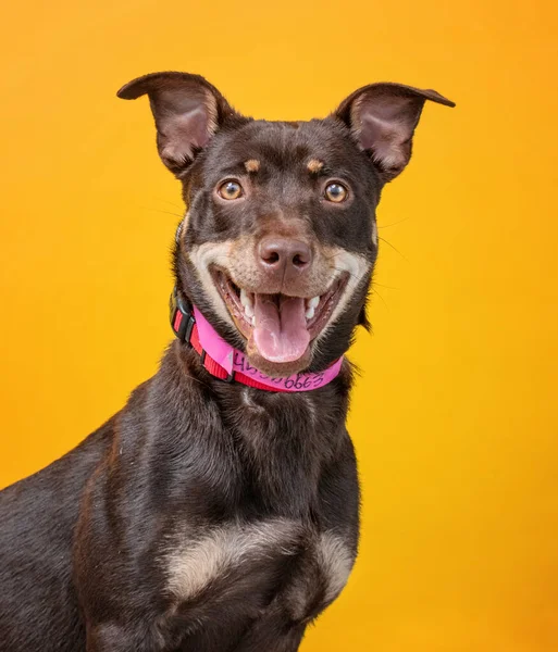 Estúdio Tiro Cão Abrigo Fundo Isolado — Fotografia de Stock