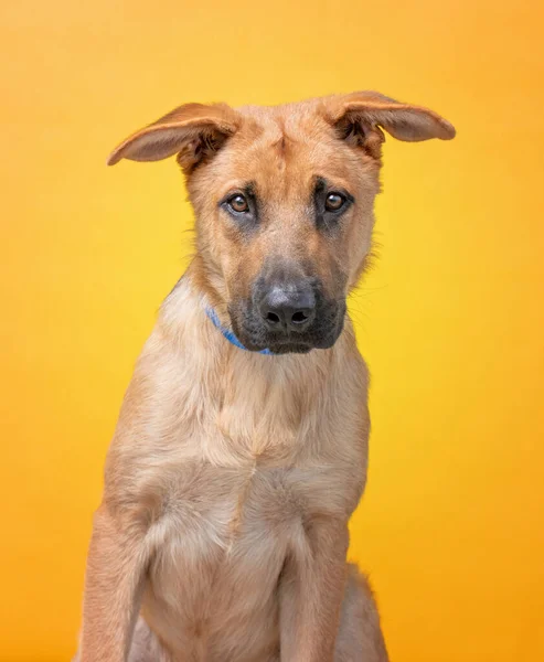 Studio Shot Van Een Schuilhond Een Geïsoleerde Achtergrond — Stockfoto