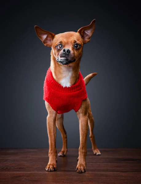 Zole Edilmiş Bir Arka Planda Bir Köpeğin Stüdyo Fotoğrafı — Stok fotoğraf