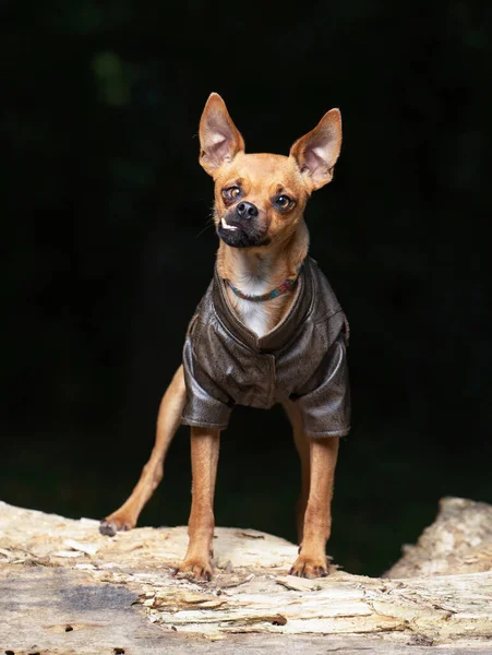 孤立した背景で犬の屋外での撮影は — ストック写真