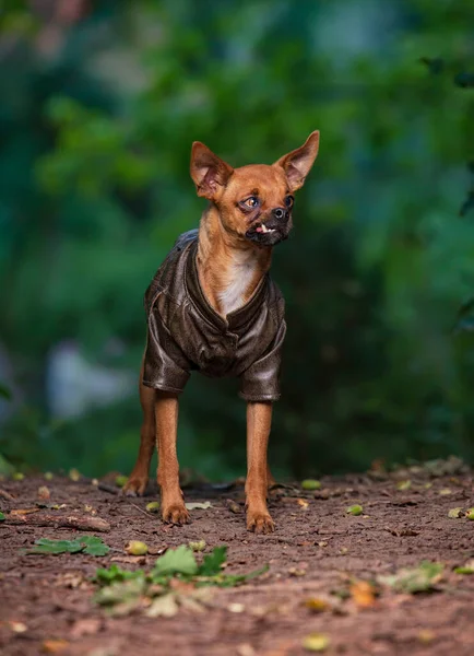 Outdoor Shot Dog Isolated Background — Stock Photo, Image