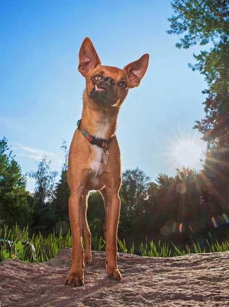 Outdoor Shot Van Een Hond Een Geïsoleerde Achtergrond — Stockfoto