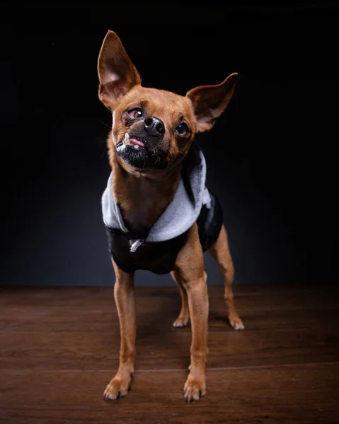 Studioaufnahme Eines Hundes Auf Isoliertem Hintergrund — Stockfoto