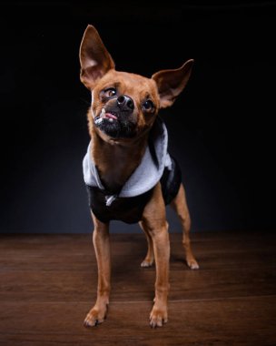 İzole edilmiş bir arka planda bir köpeğin stüdyo fotoğrafı.