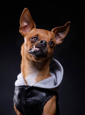 İzole edilmiş bir arka planda bir köpeğin stüdyo fotoğrafı.