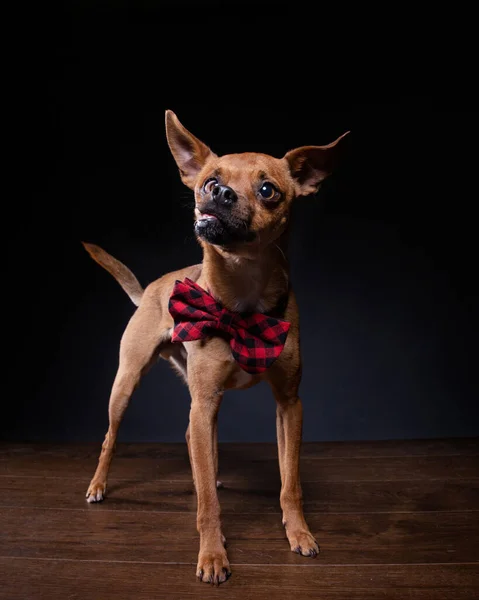 Estúdio Tiro Cão Fundo Isolado — Fotografia de Stock