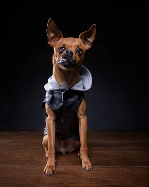 Estúdio Tiro Cão Fundo Isolado — Fotografia de Stock