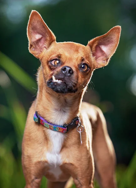 Disparo Aire Libre Perro Sobre Fondo Aislado — Foto de Stock