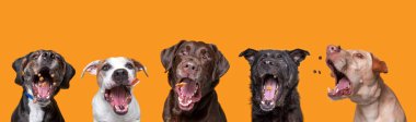 İzole edilmiş bir arka planda barınak köpeklerinin çekimleri.