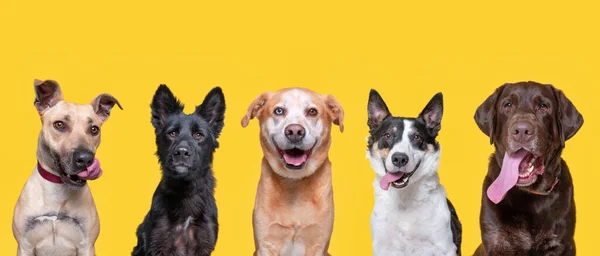 Niedliche Tierheim Hunde Einem Außenschuss — Stockfoto
