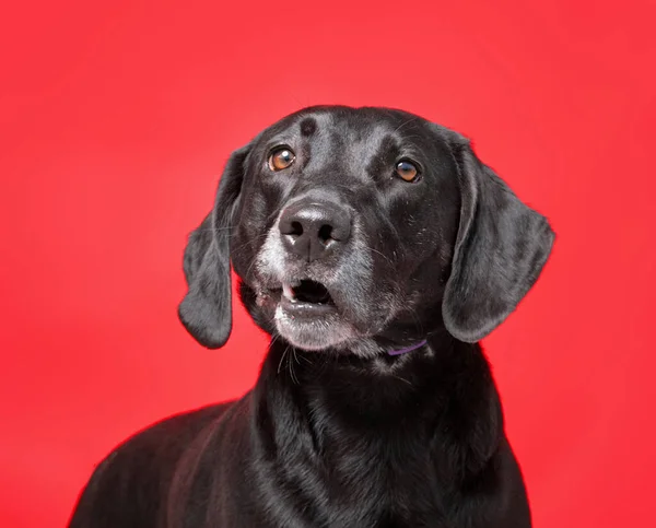 Zole Edilmiş Bir Arka Planda Bir Köpeğin Stüdyo Fotoğrafı — Stok fotoğraf