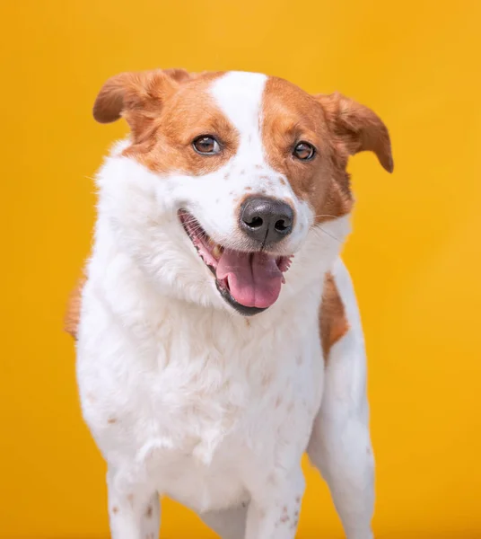 孤立した背景で犬を撮影しました — ストック写真