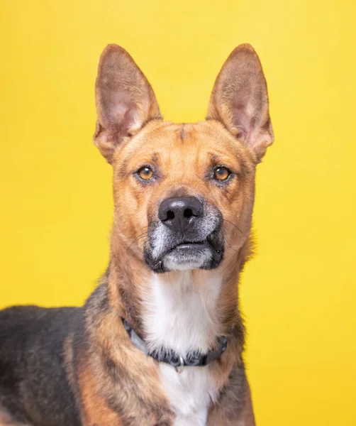 Zole Edilmiş Bir Arka Planda Bir Köpeğin Stüdyo Fotoğrafı — Stok fotoğraf