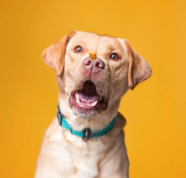 Zole Edilmiş Bir Arka Planda Bir Köpeğin Stüdyo Fotoğrafı — Stok fotoğraf