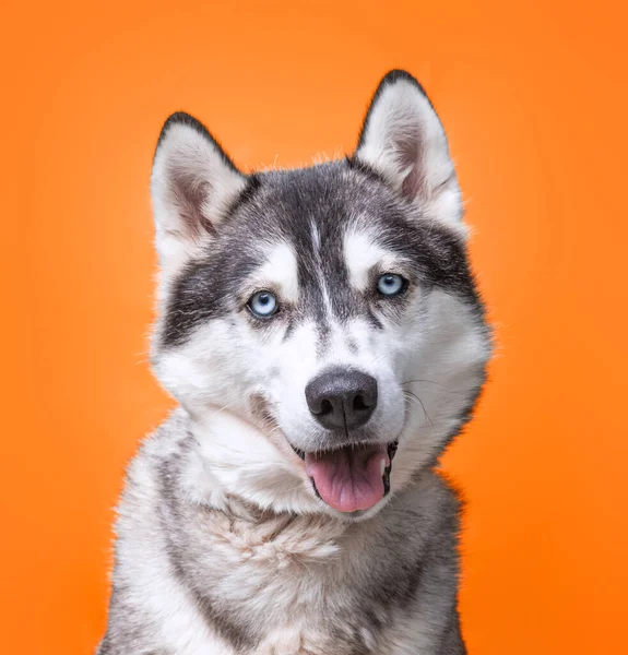 Studioaufnahme Eines Hundes Auf Isoliertem Hintergrund — Stockfoto