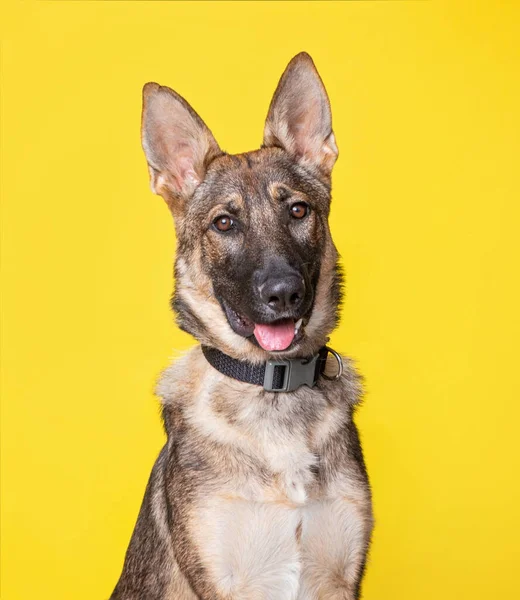 Studioaufnahme Eines Hundes Auf Isoliertem Hintergrund — Stockfoto