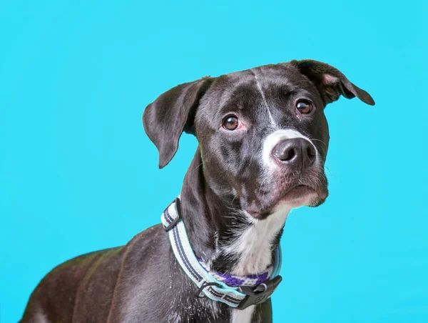 Zole Edilmiş Bir Arka Planda Bir Köpeğin Stüdyo Fotoğrafı — Stok fotoğraf