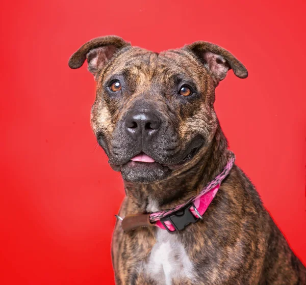 Studio Shot Dog Isolated Background — Stock Photo, Image