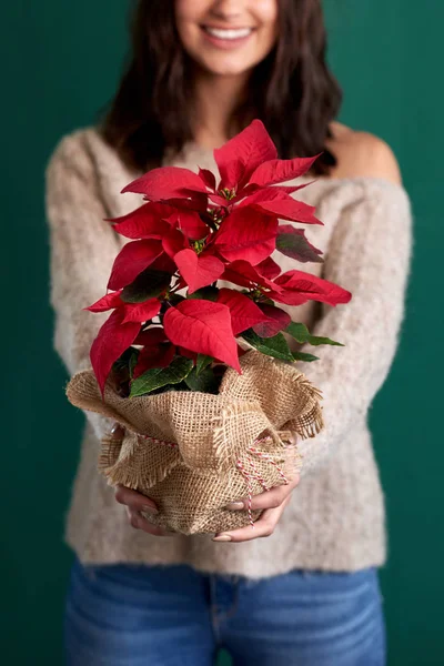 Image Recadrée Femme Tenant Enveloppé Plante Poinsettia Avec Des Lumières — Photo