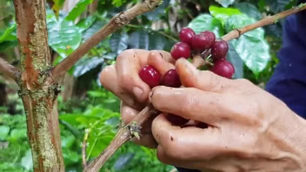 Zbieranie Kawy Farmach — Wideo stockowe