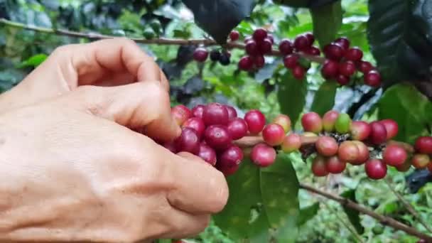 Colombiaanse Koffie Oogst Bergboerderijen — Stockvideo