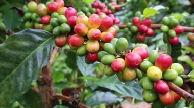 Dağ çiftliği Kolombiya Kahvesi