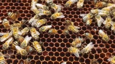 Hermoso panal de abejas construyendo su hogar