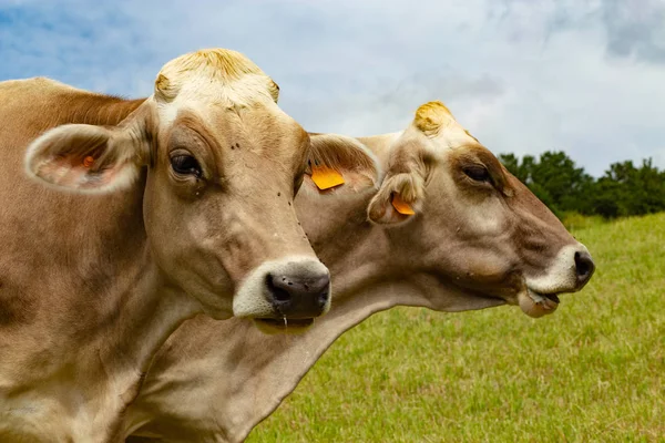 Portrait Aubrac Cows Meadow — Stock Photo, Image