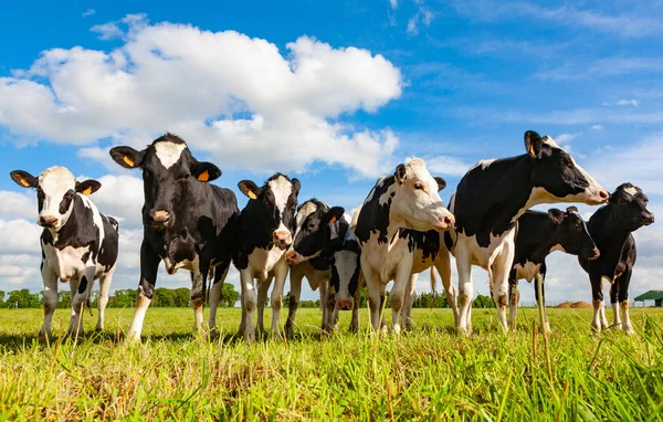 Vacche Holstein Nel Pascolo Alla Ricerca — Foto Stock
