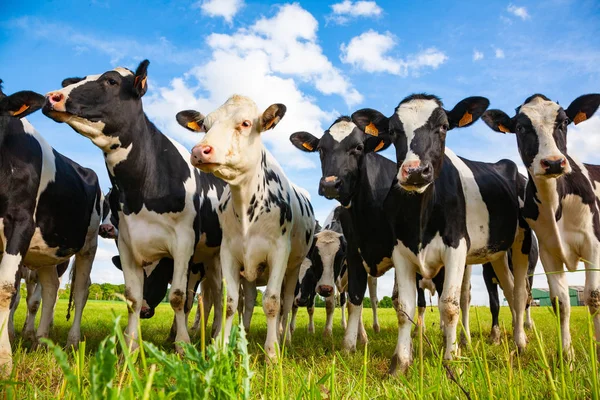 Vacas Holandesas Pasto Olhando — Fotografia de Stock