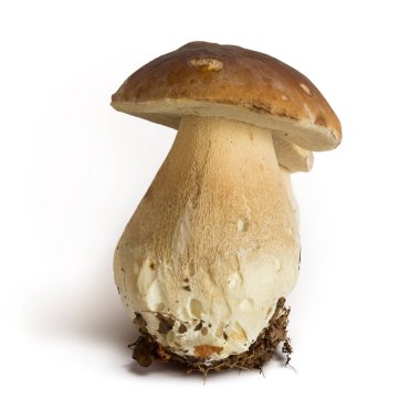 Boletus Mantarı izole üzerinde beyaz arka plan, kırpma yolu jpeg dahil mantar