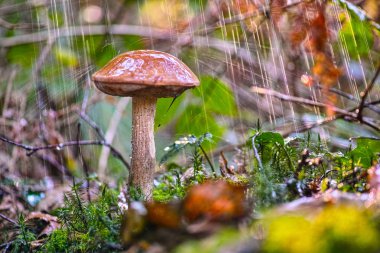 Boletus mantar yağmur sırasında ormanda