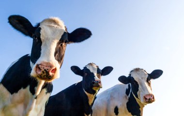 Mavi gökyüzünde kopya alanı ile Holstein inek arazide