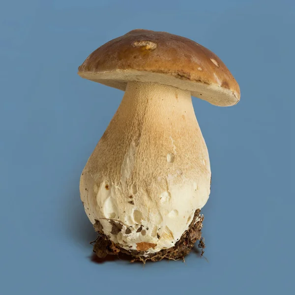 Boletus Edulis Paddestoel Geïsoleerd Bruine Achtergrond Uitknippad Opgenomen Jpeg — Stockfoto