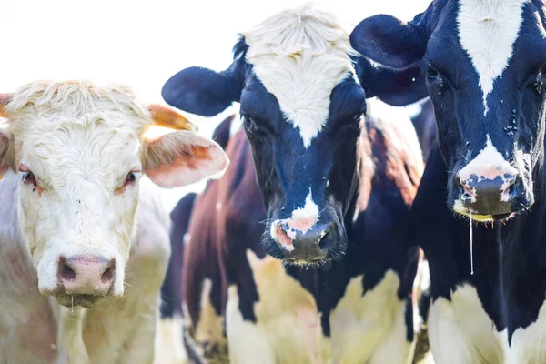 Vacas Mirando Con Babeo Moscas Retroiluminadas —  Fotos de Stock