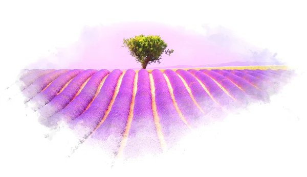 라벤더 밭 수채화 효과 일러스트 — 스톡 사진