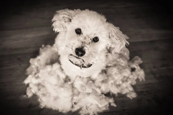 After grooming dog, bichon frise — Φωτογραφία Αρχείου