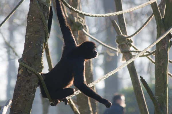 Spider monkey on the rope — Stock Photo, Image
