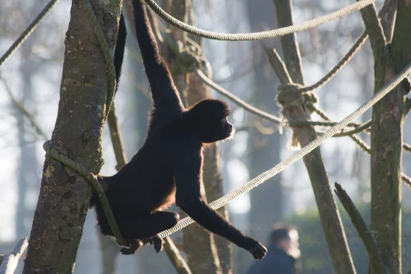 Macaco-aranha-da-colômbia - Jardim Zoológico