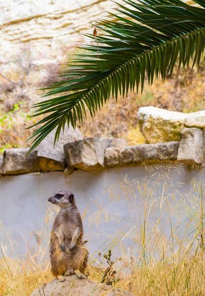 Meerkat (Suricate) zittend — Stockfoto