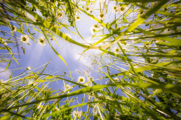 Grass view from below — Stock Photo, Image