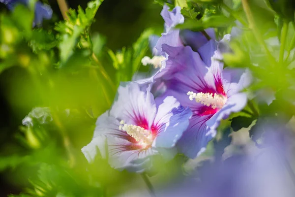 Flor de hibisco violeta e roxo — Fotografia de Stock