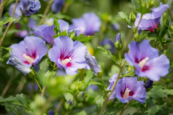 자주색 히비스커스 꽃 — 스톡 사진