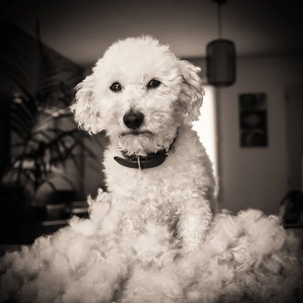 Hund efter grooming — Stockfoto