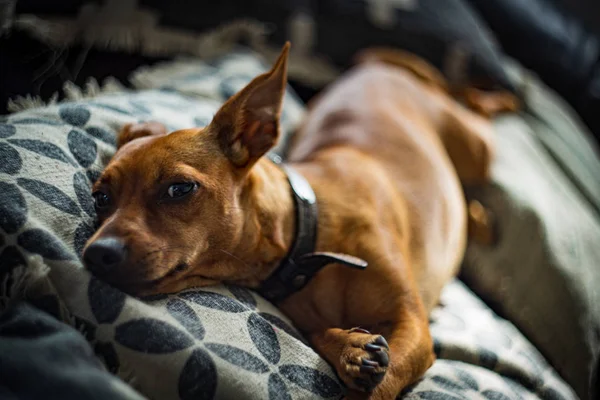 Perro pinscher miniatura en sofá — Foto de Stock