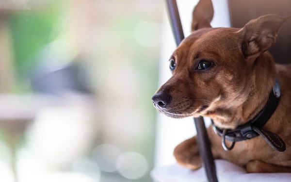 Cão Pinscher miniatura — Fotografia de Stock