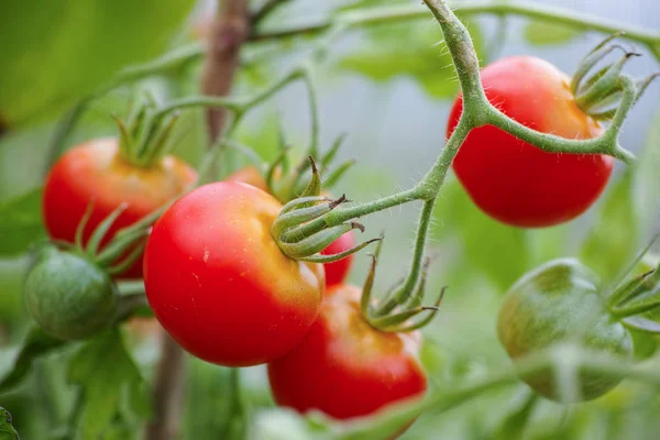 Red tomatoes on grape in the gardfen — Stock Photo, Image