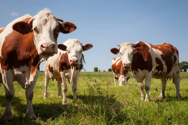 Rudé krávy na pastvině — Stock fotografie