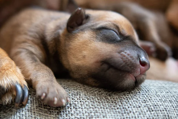 Mutlu yüzlü yeni doğan kahverengi köpek yavrusu — Stok fotoğraf