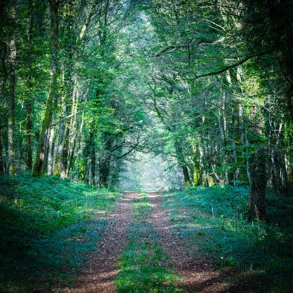 Camino que conduce al bosque — Foto de Stock